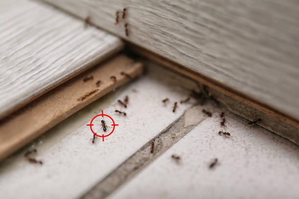 Best Local Pest Control Services  in Ford City, CA