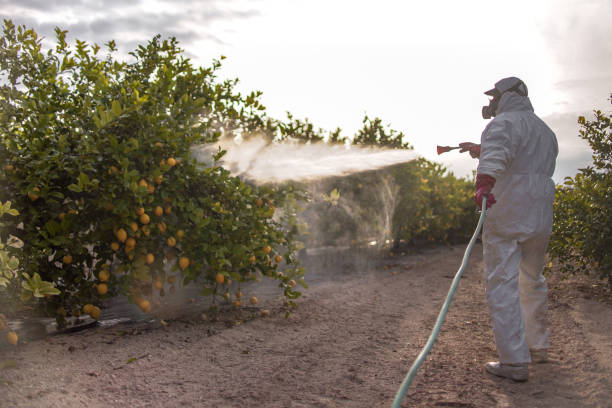 Best Ant Control Services  in Ford City, CA