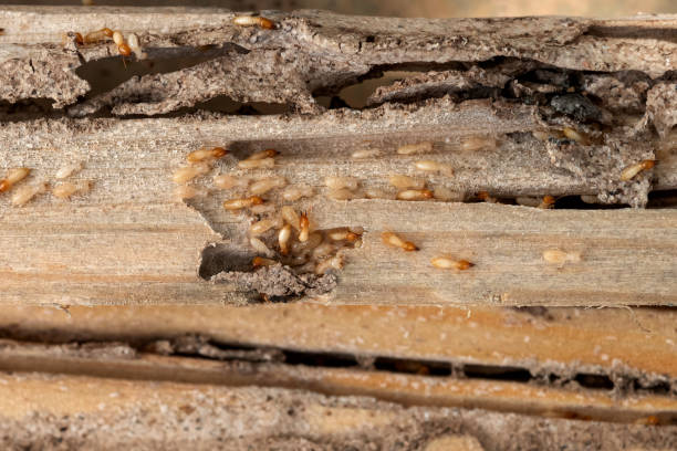 Best Rodent Control Near Me  in Ford City, CA